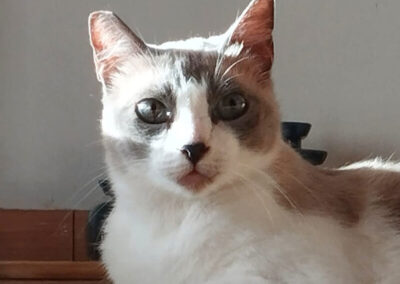 Cleo